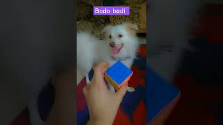 Bado badi song love jugunupetlovermakeitviral dogs shortsvideos [upl. by Erbas]