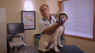 How to Administer an Inhaler to a Dog  Pet Health [upl. by Glinys]