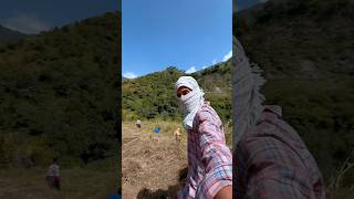 314366Ghas ki tension khtm😎minivlog ytshorts pahadi mountains lifestyle himachal [upl. by Iat749]