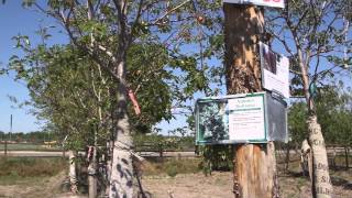 Serviceberry Tree [upl. by Huber769]