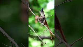 birds breakingnews youtubeshot [upl. by Olenolin]