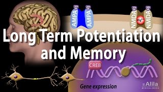 Long Term Potentiation and Memory Formation Animation [upl. by Enneles]