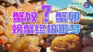 【蟹奴Sacculina carcini】接近你，进入你，占有你！水产界的PUA，螃蟹的噩梦！ [upl. by Aihselef]