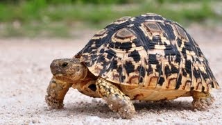 Whats a Desert Tortoise  Pet Turtles [upl. by Harrad]