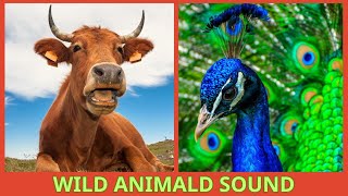 Roars and Growls Dive into the Wild with Animal Sound Effects [upl. by Carlota]