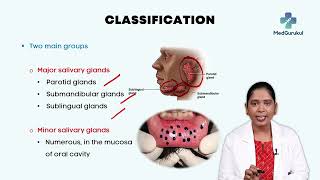 Discover the wonders of Salivary Glands 🦷💧 [upl. by Issim]