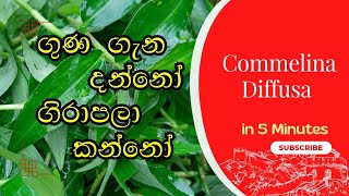 ගිරාපලා මැල්ලුම  Commelina Diffusa  girapala [upl. by Aicilanna]