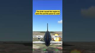 RFSReal Flight Simulator Birds Strikes On Plane A320200 [upl. by Sachsse]