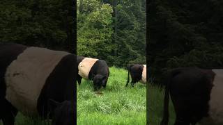 Belted cows enjoy a peaceful meal✌️ [upl. by Anileh]