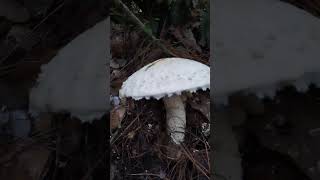 Hongo Agaricus Campestris [upl. by Arebma260]