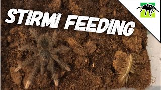 T STIRMI EATS A WILD PREY [upl. by Ianaj]