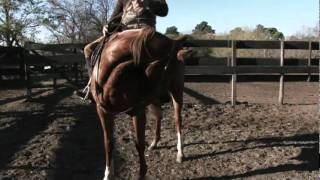 La Doma de Polito Ulloa  Documentary trailer Polo Horses Breaker [upl. by Reffinnej]