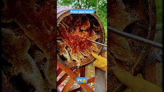 Extreme Honeycomb harvesting 🍯Harvesting honey from beehive 🐝 EP108 trending satisfying shorts [upl. by Fridlund]