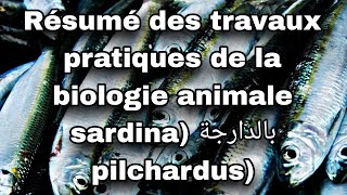 Résumé des travaux pratiques de la biologie animale Sardina pilchardus [upl. by Raquela]