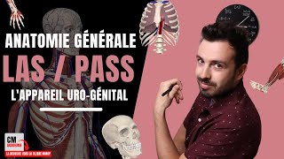 ANATOMIE GENERALE 🦴  Lappareil urogénital rein pyramides de malpighi uretère vessie [upl. by Renrag]