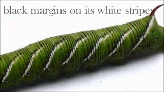 How to ID Two Common Hornworms [upl. by Aisital]