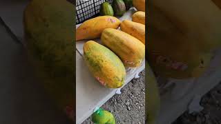 Mamon mamoncillo ¿Cómo le dicen en tu país miami fruta mamon [upl. by Sardse216]