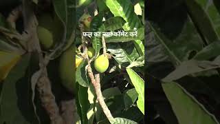 Lokat Fruit Himachal Pradesh Indiayummyfood yummyfruit fruits [upl. by Drawets979]