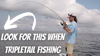 HOW TO CATCH Tripletail And What To Look For In Mobile Bay TAGGING amp RELEASE [upl. by Suravart191]