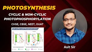 Cyclic amp Noncyclic Photophosphorylation asitbotany2107 [upl. by Adnaval]