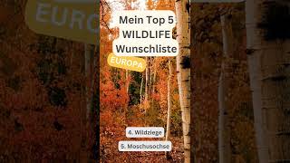 MeinTop 5 Wildlife Liste nature tierfotografie [upl. by Quinby]