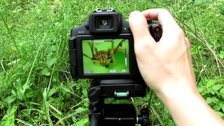 Super Macro Photography Tutorial  Canon PowerShot SX60 HS amp Raynox DCR150 Macro Lens [upl. by Coleville]