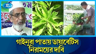 এক পাতাতেই নির্মূল হবে ডায়াবেটিস   Rangamati  Diabetes  Rtv News [upl. by Mcgee]