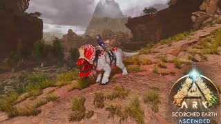 ARK ASCENDED SCORCHED EARTH  TAMEANDO AL NASUTOCERATOPS  18 [upl. by Aisercal]