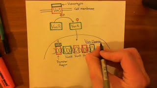 Vancomycin Resistant Enterococcus Part 2 [upl. by Kresic]