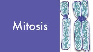 MitosisUpdatedLeaving Cert Biology Mitosis [upl. by Adis]