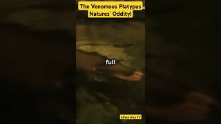 The Venomous Platypus Natures Oddity [upl. by Bergen]