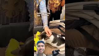 cat catlover funny pets kitten cute bobby oyenbarbar kucingoyenbarbar oyenbesar [upl. by Neumark227]