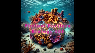 Exploring Phylum Porifera The Fascinating World of Sponges [upl. by Noyk]