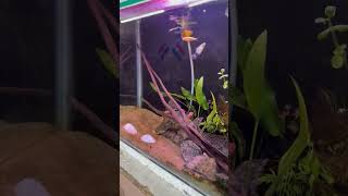 Mickey mouse platy fish [upl. by Adrahs]