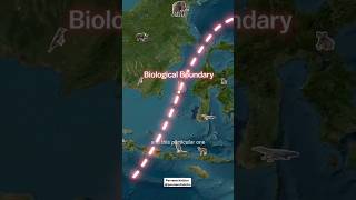 Wallace Line🌎 biological boundaryline shorts viral knowledgeable facts parveenchalotra [upl. by Restivo846]