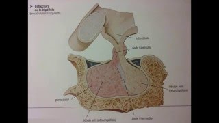 ANATOMÍA Y FISIOLOGÍA DEL SISTEMA ENDOCRINO Hipotálamo e hipófisis [upl. by Hartfield749]