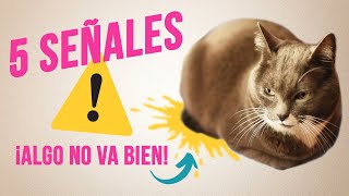 5 SEÑALES ⚠️ de que tu GATO NO ESTÁ BIEN 😿  Cómo saber si un gato está enfermo [upl. by Crescin]