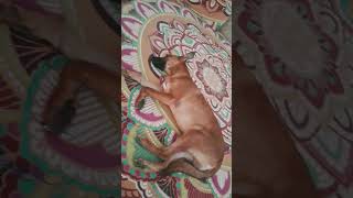 sonu not eating food  please like and subscribe [upl. by Golda118]