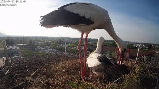 Storchennest Freilassing  Heidi legt ihr 1 Ei 🥚  12042024 [upl. by Otnicaj]