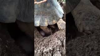 Tortoise laying eggs time lapse [upl. by Araed285]