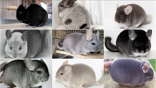 Different Chinchilla Mutations and Colors [upl. by Inaj358]