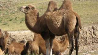 temeen surgiin govi MONGOLIAN CAMEL [upl. by Doley]