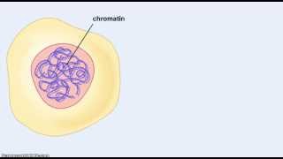 Chromosomes and chromatin [upl. by Anayad]