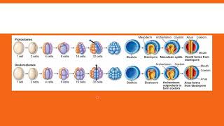 Protostomes vs Deuterostomes [upl. by Irrac59]