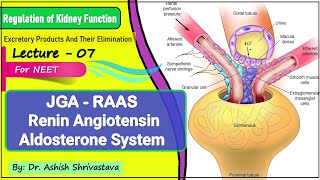 JGA  RAAS  Renin Angiotensin Aldosterone System  Regulation of Kidney Function by JGA RAAS NEET [upl. by Oyam486]