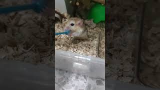 Play time with Fat Tail Gerbil aka Duprasi Doop [upl. by Stillas]