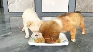 puppy eating food  puppy eating video 😋😋 [upl. by Xino]