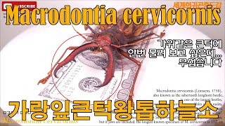 039 Macrodontia cervicornis 가랑잎대왕톱하늘소 [upl. by Stevy183]