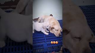 සෙල්ලම් කරමුකෝ අම්මේ shots shorts short pets doglover cutedog dog cute [upl. by Atiuqat]