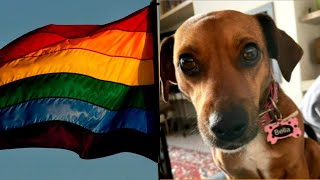 First dog in history to be ‘cancelled’ Rescue pup faces Pride Month [upl. by Ehsiom]